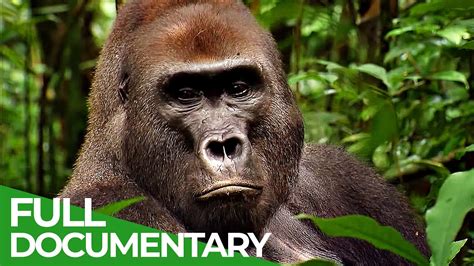 ¡Kongo es un documental de aventura que captura la esencia misma de la naturaleza salvaje!